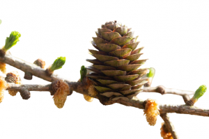 europaisk-lark-larix-decidua-allia-l1002823-1400x935-removebg-preview.png